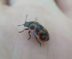 Chrysomela lapponica