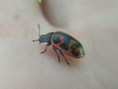 Chrysomela lapponica