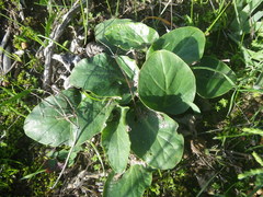 Pelargonium asarifolium