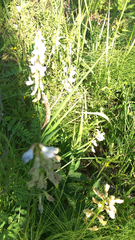 Vicia sylvatica