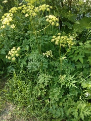 Heracleum sphondylium sibiricum