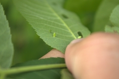 Caryomyia urnula