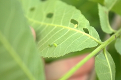 Caryomyia urnula