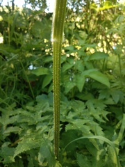Heracleum sphondylium sibiricum