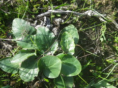 Pelargonium asarifolium