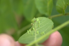 Caryomyia urnula