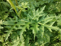 Heracleum sphondylium sibiricum