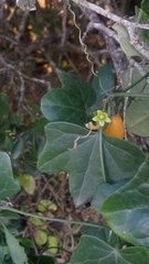 Kedrostis nana