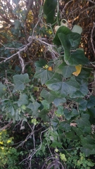 Kedrostis nana