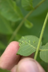 Caryomyia urnula