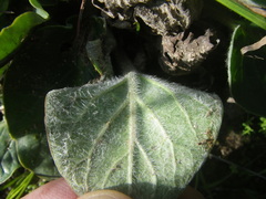 Pelargonium asarifolium
