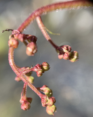 Micranthes odontoloma
