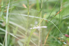 Pterophorus pentadactyla