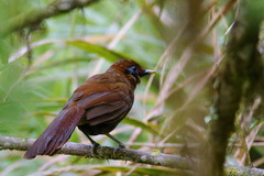 Pterorhinus poecilorhynchus