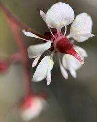 Micranthes odontoloma