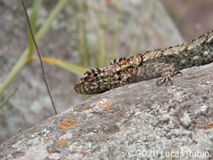 Tropidurus spinulosus