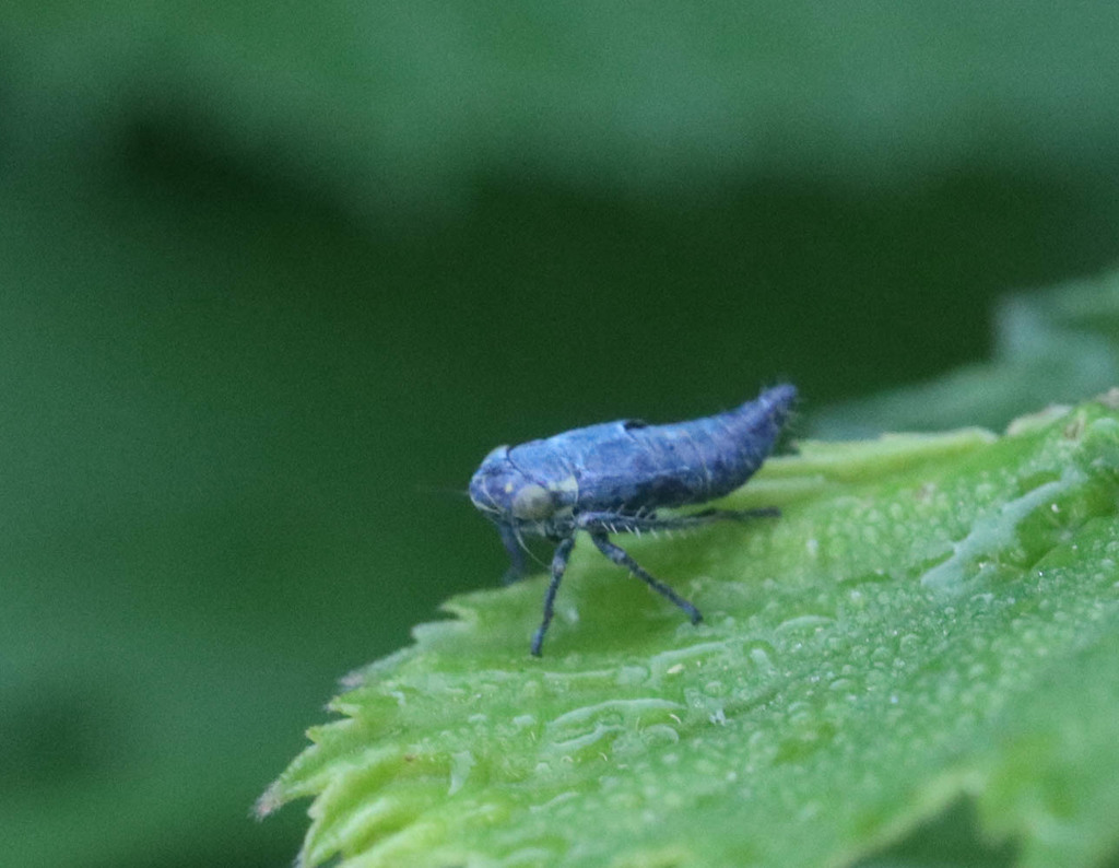 Sonronius dahlbomi