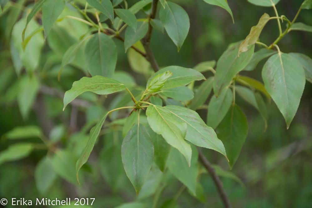 balsam poplar (Dale Hodges Park Native Species) · iNaturalist
