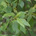 Balsam Poplar - Photo (c) Erika Mitchell, some rights reserved (CC BY-NC), uploaded by Erika Mitchell