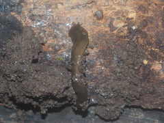 Diversibipalium claviforme