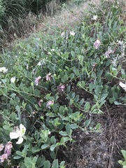 Capparis spinosa herbacea