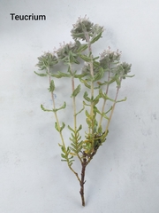 Teucrium capitatum