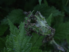 Aglais urticae