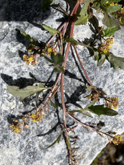 Rorippa curvisiliqua