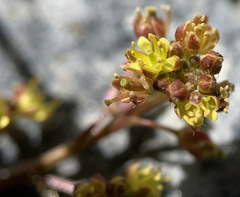 Rorippa curvisiliqua
