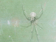 Meotipa spiniventris