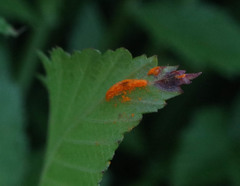 Triphragmium ulmariae