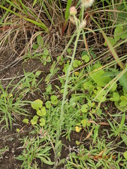 Erigeron primulifolius