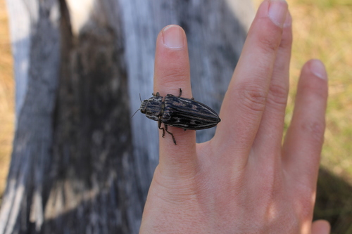 Pine-borer, Spechthausen, Eberswalde, Deutschland, photo 10 of 10