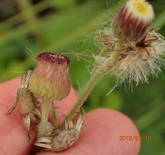Erigeron primulifolius