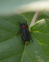 Deltaspiopsis variabilis