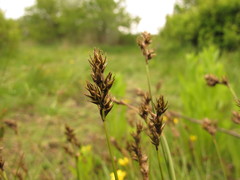 Carex leporina