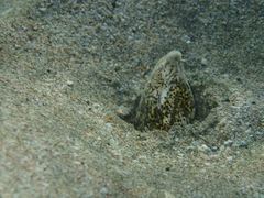 Callechelys marmorata