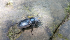 Serrognathus titanus