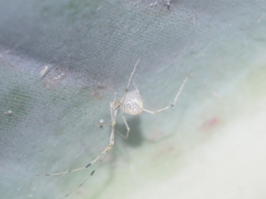 Meotipa spiniventris