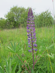 Lupinus polyphyllus pallidipes