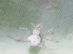 Meotipa spiniventris