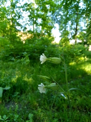 Silene latifolia alba