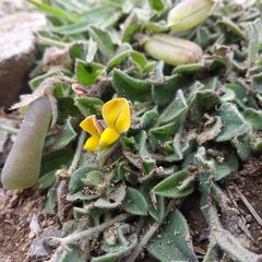 Crotalaria rotundifolia