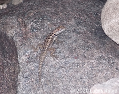 Tropidurus etheridgei