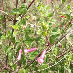 Fuchsia thymifolia