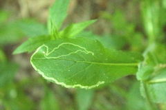 Phytomyza albiceps group