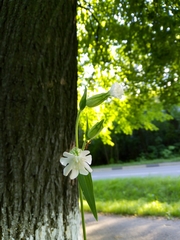 Silene latifolia alba