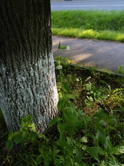 Silene latifolia alba