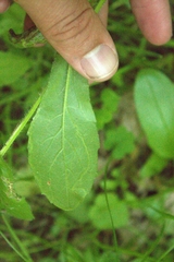 Phytomyza albiceps group