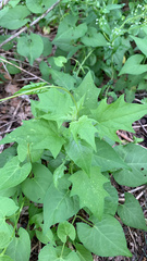 Chenopodiastrum simplex